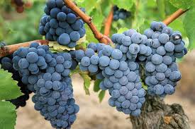 Carignan