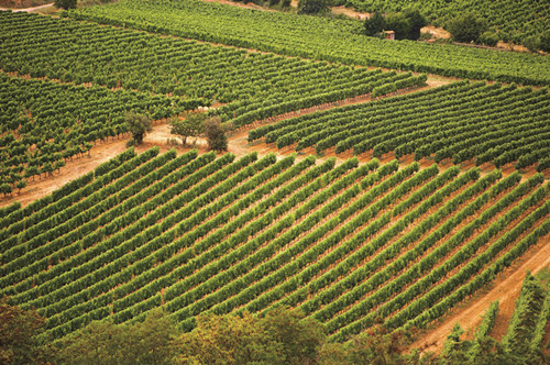 隆格多克1_副本