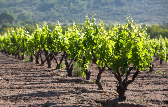 Maule Carignan