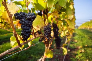PinotNoir_15546298-300x199
