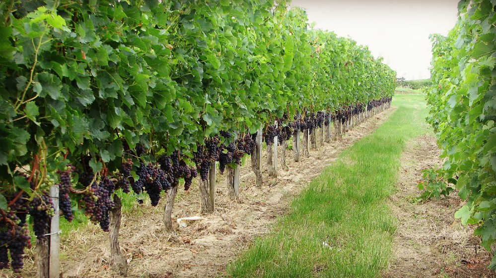 merlot_grapes_in_bourg_vineyard_mh1451195734851.jpg
