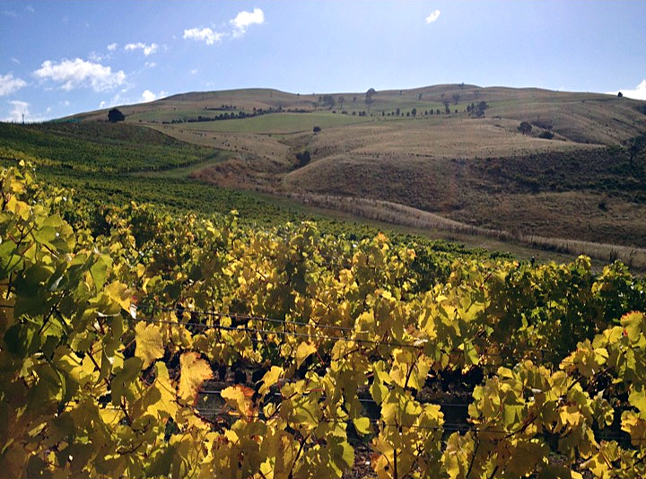 Tasmania vineyard