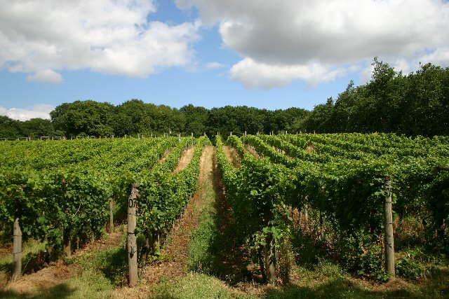 UK vineyard