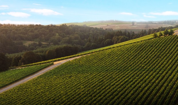 Oregon vineyard