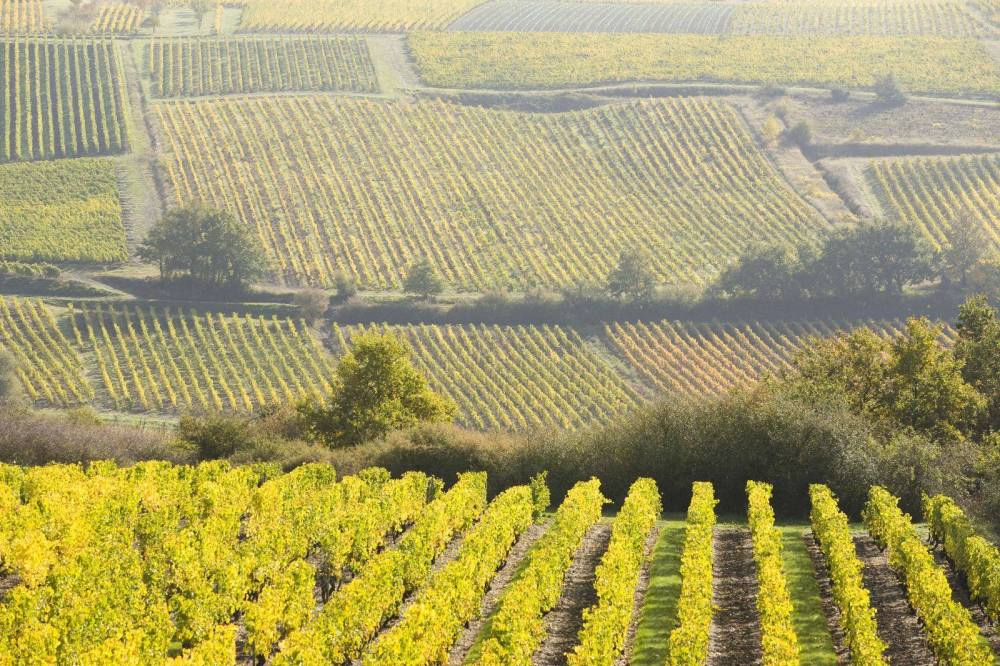 13580607_1634087970240148_9059551215652112154_o