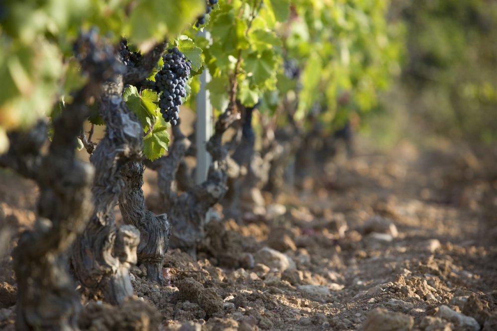 pibarnon_mourvedre_1