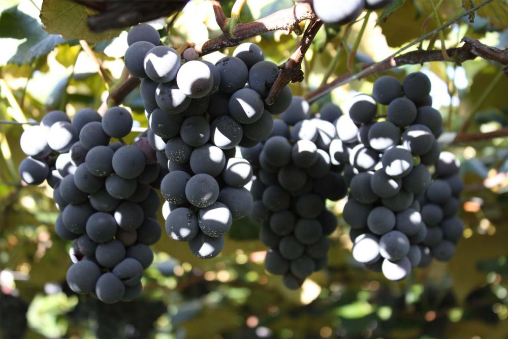 P16. APLS 葡萄品種 康科德