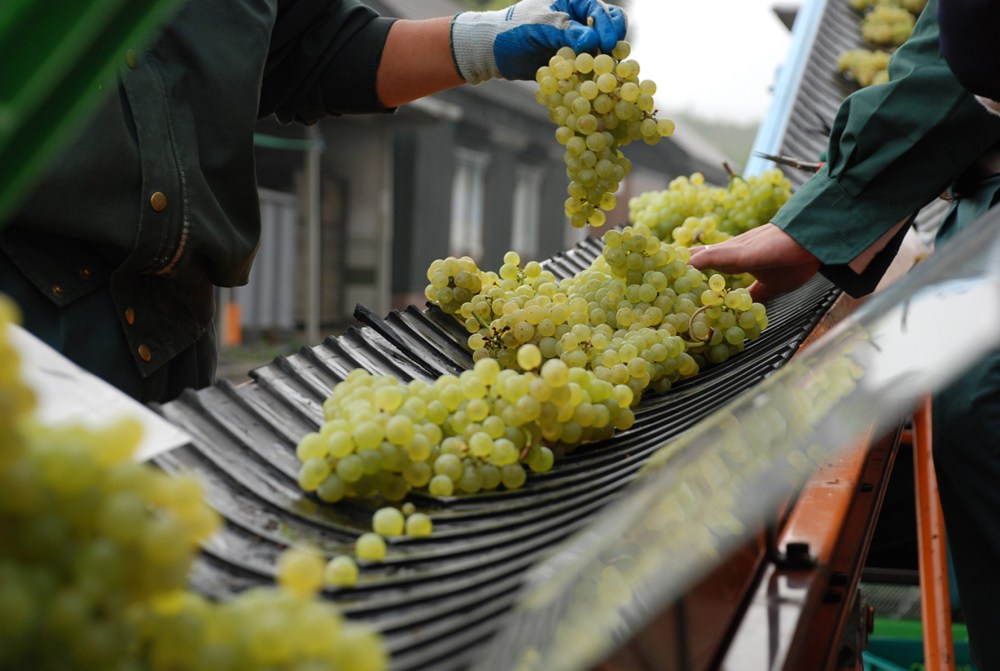 封面裡 山形縣高畠葡萄酒莊選果作業.jpg