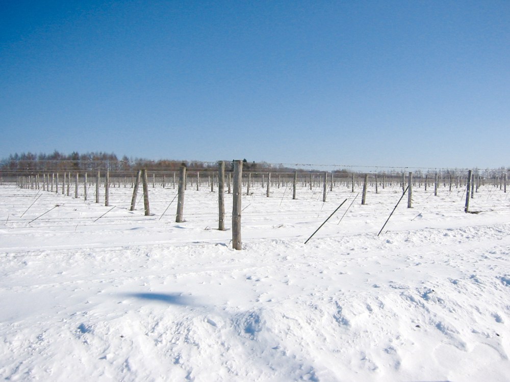P32. 十勝葡萄莊 冬季農園